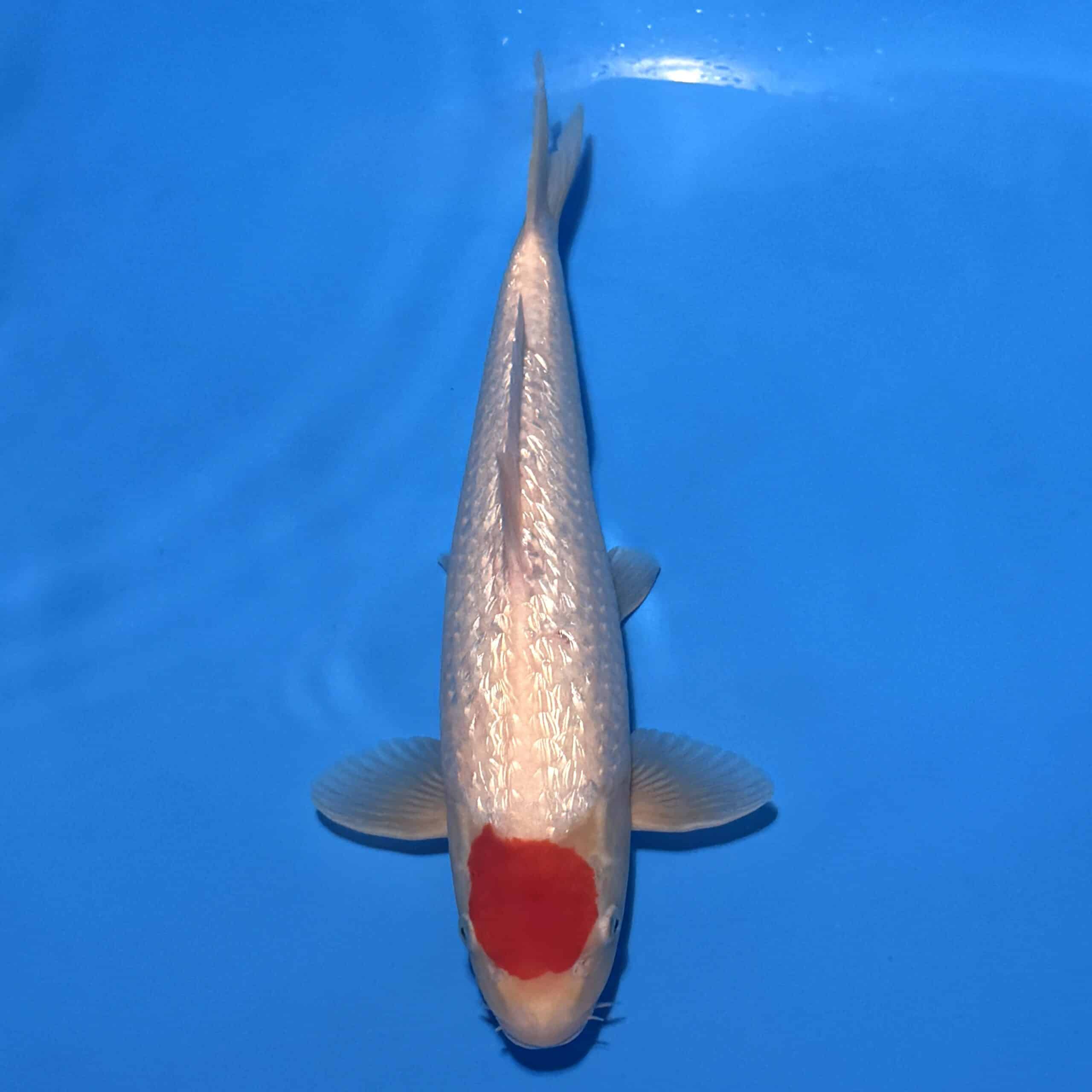 #26-207 Kohaku 37cm #26-207 Kohaku 37cm