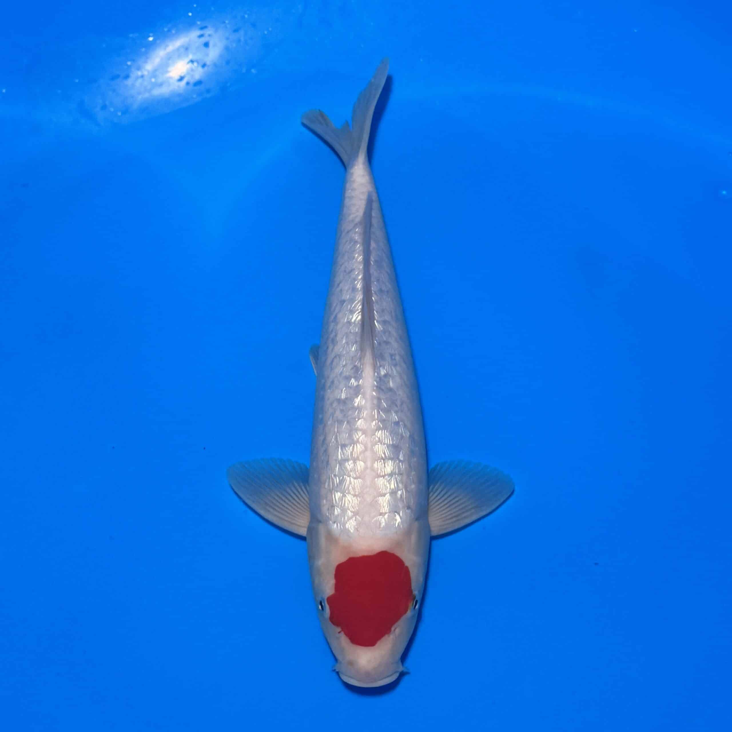 #26-218 Ginrin Tancho Kohaku 37cm #26-218 Ginrin Tancho Kohaku 37cm
