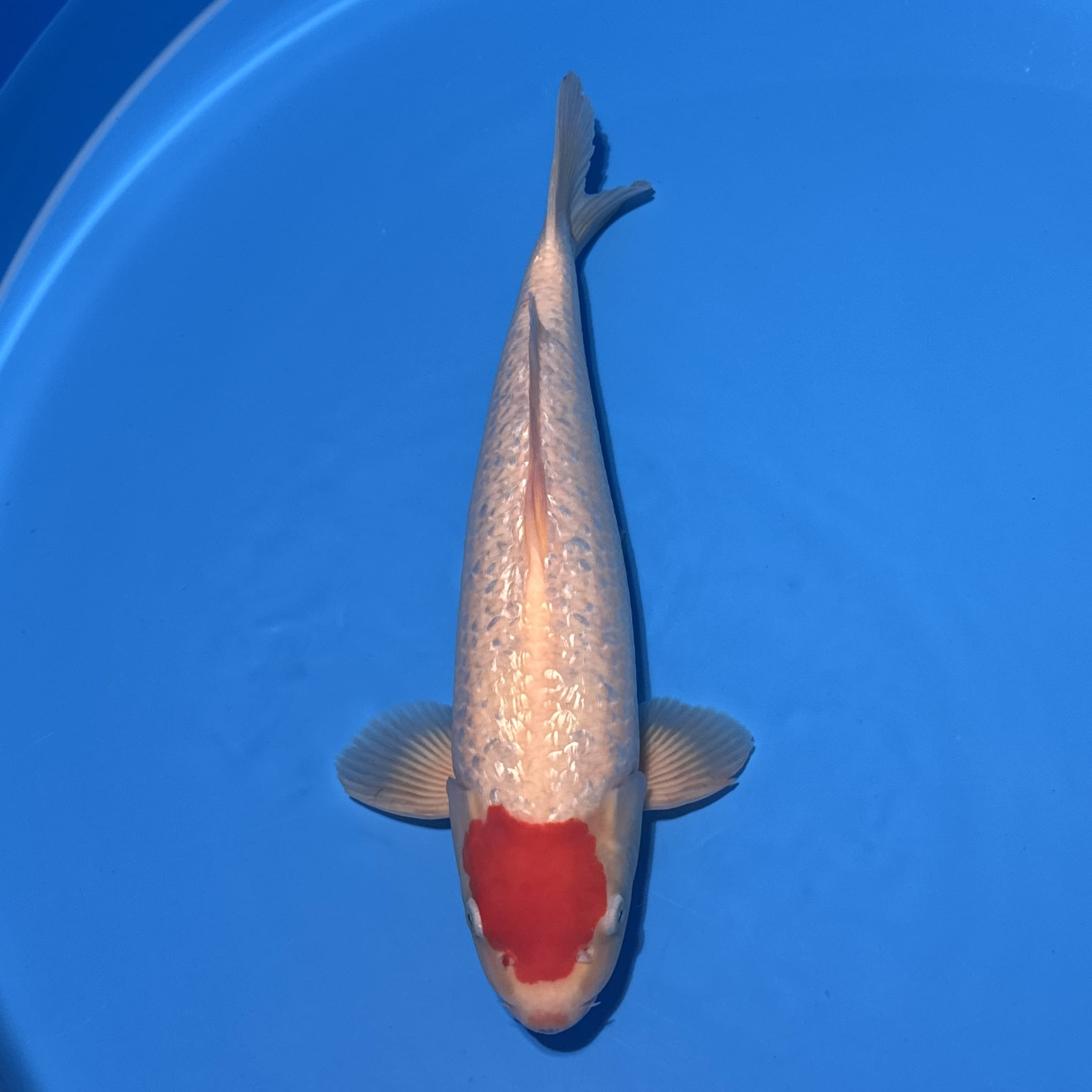 #26-218 Ginrin Tancho Kohaku 37cm