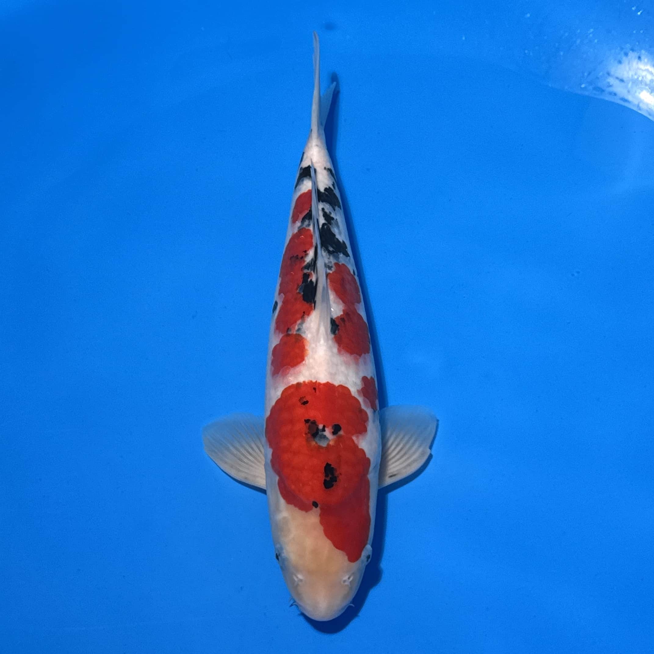 #26-224 Sanke 45cm #26-224 Sanke 45cm