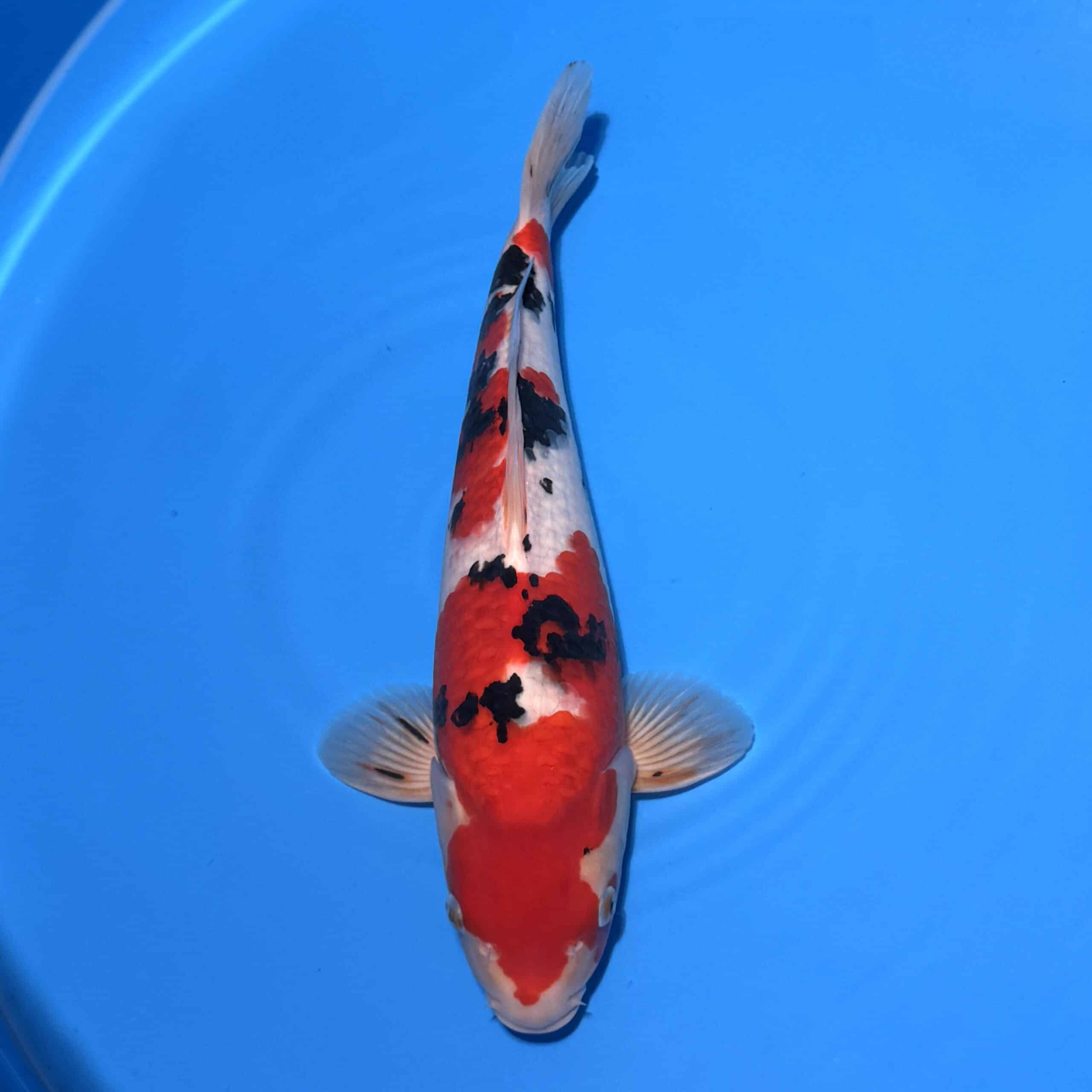#26-224 Sanke 45cm #26-224 Sanke 45cm