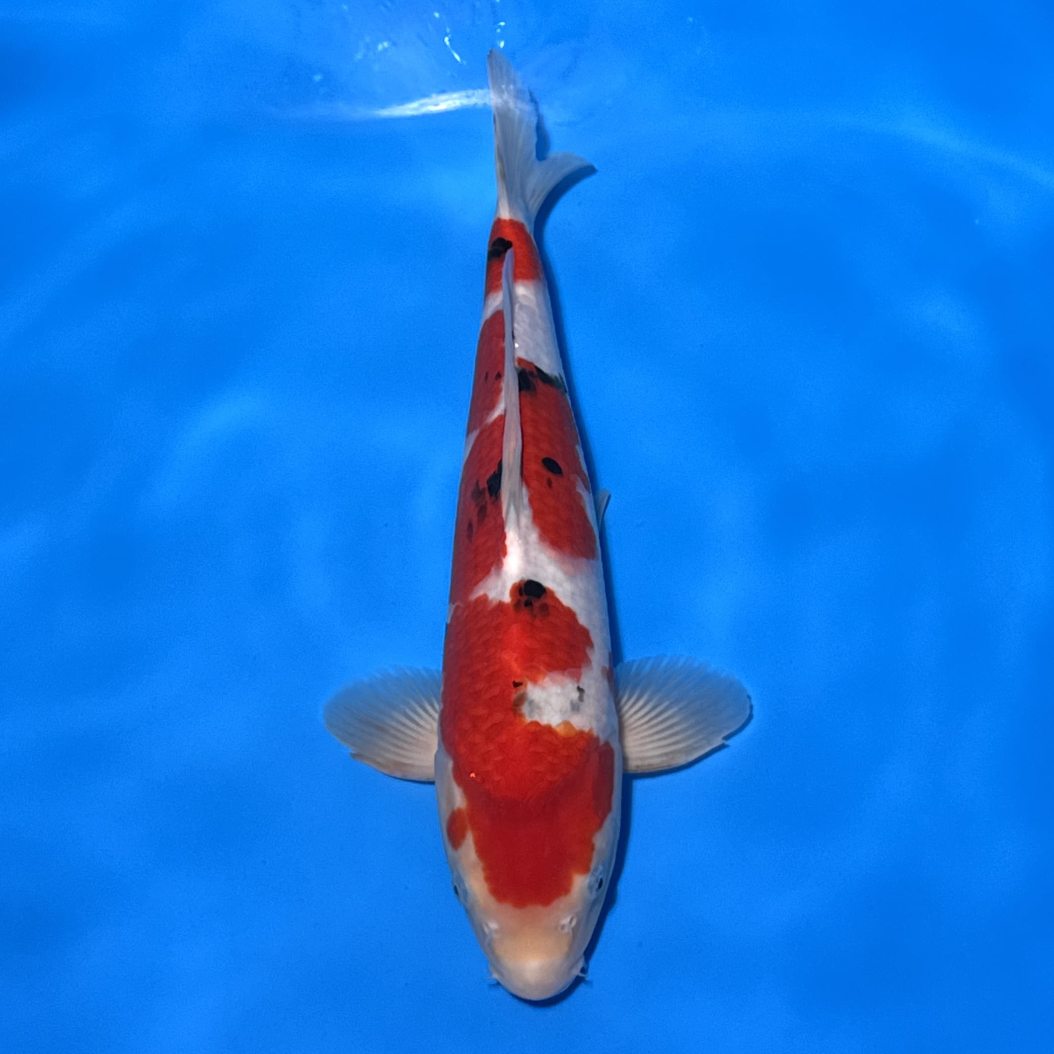 #26-229 Sanke 43cm #26-229 Sanke 43cm