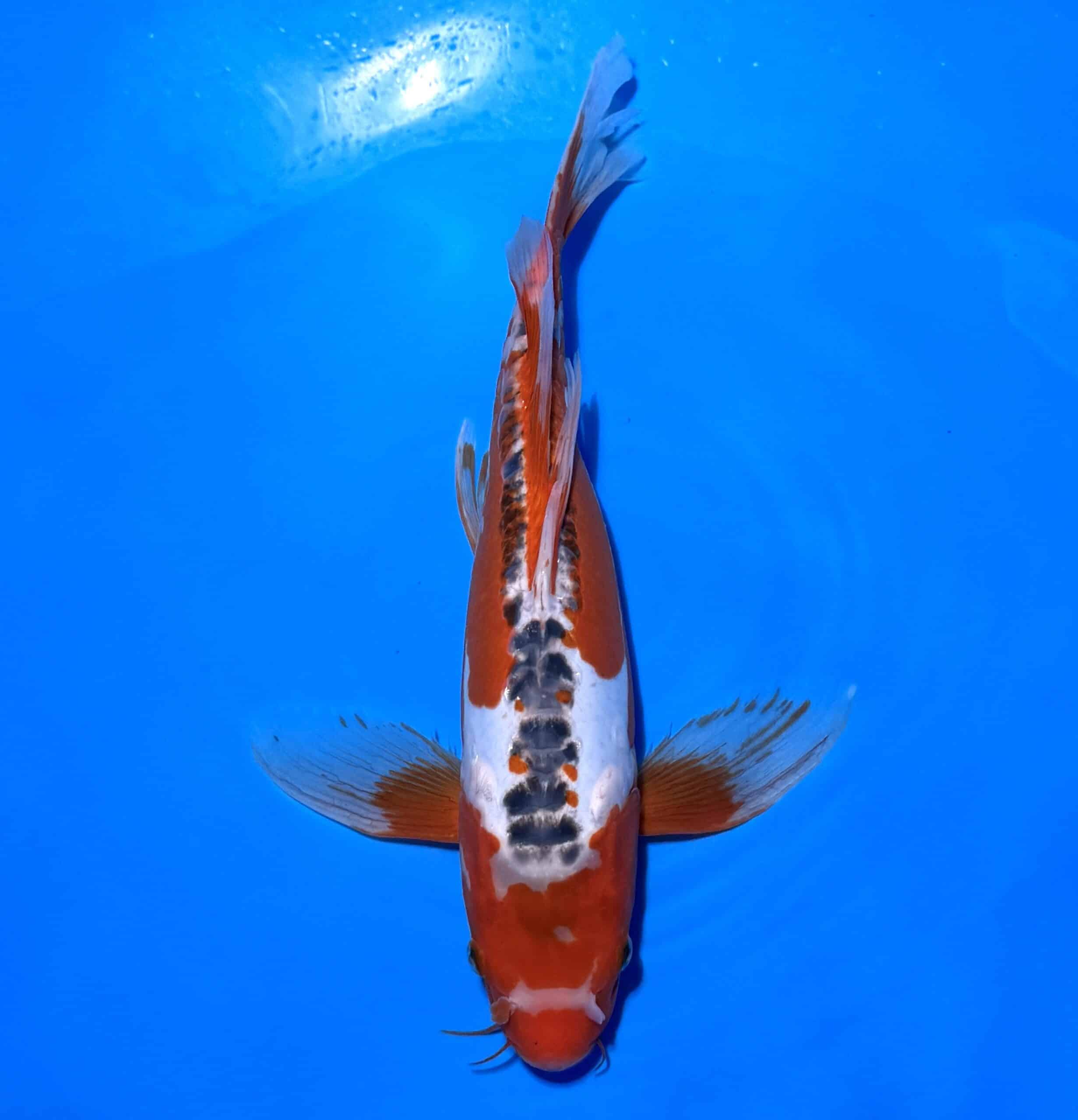 #26-23 Butterfly Shusui 46cm #26-23 Butterfly Shusui 46cm