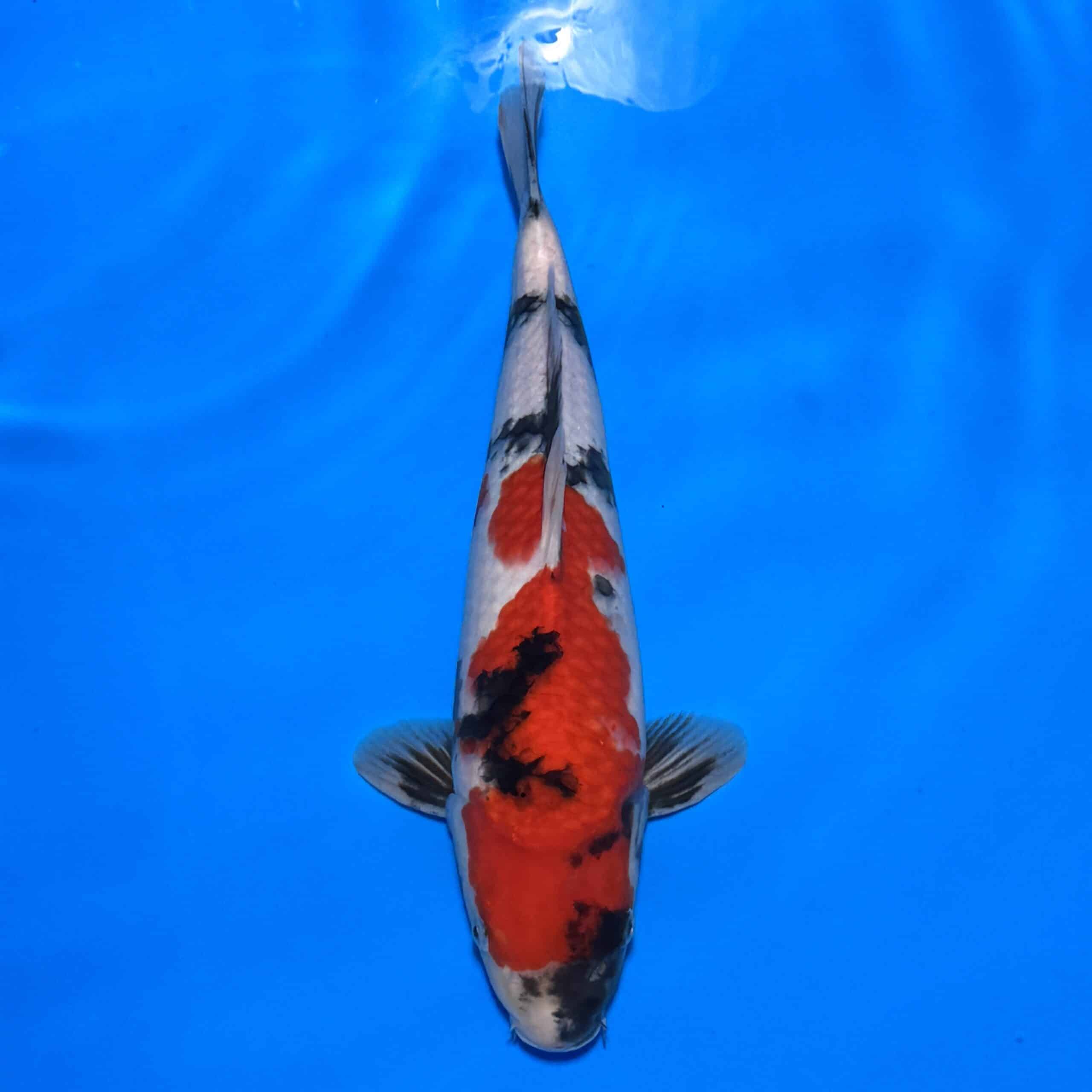 #26-229 Sanke 43cm