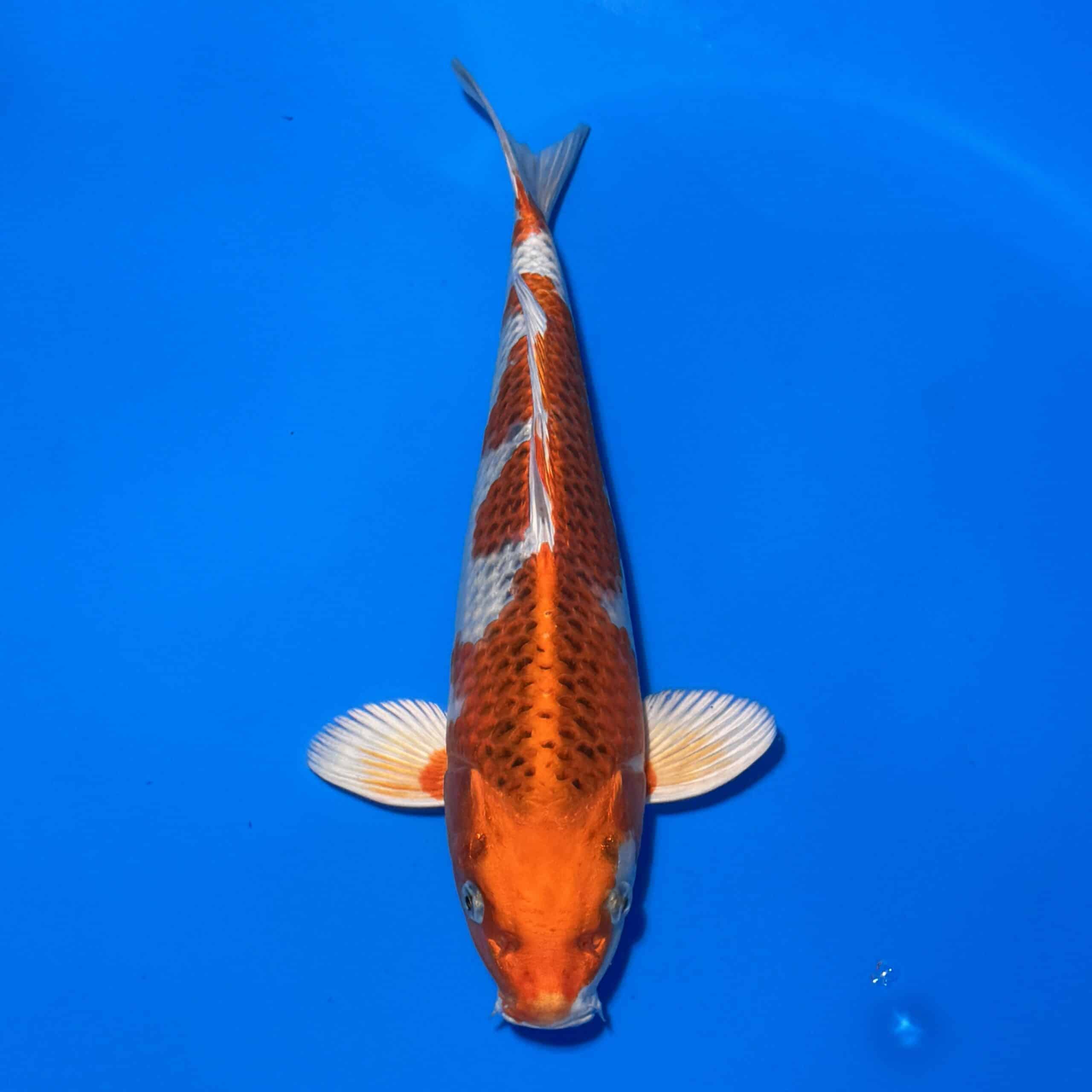 #26-229 Sanke 43cm #26-229 Sanke 43cm