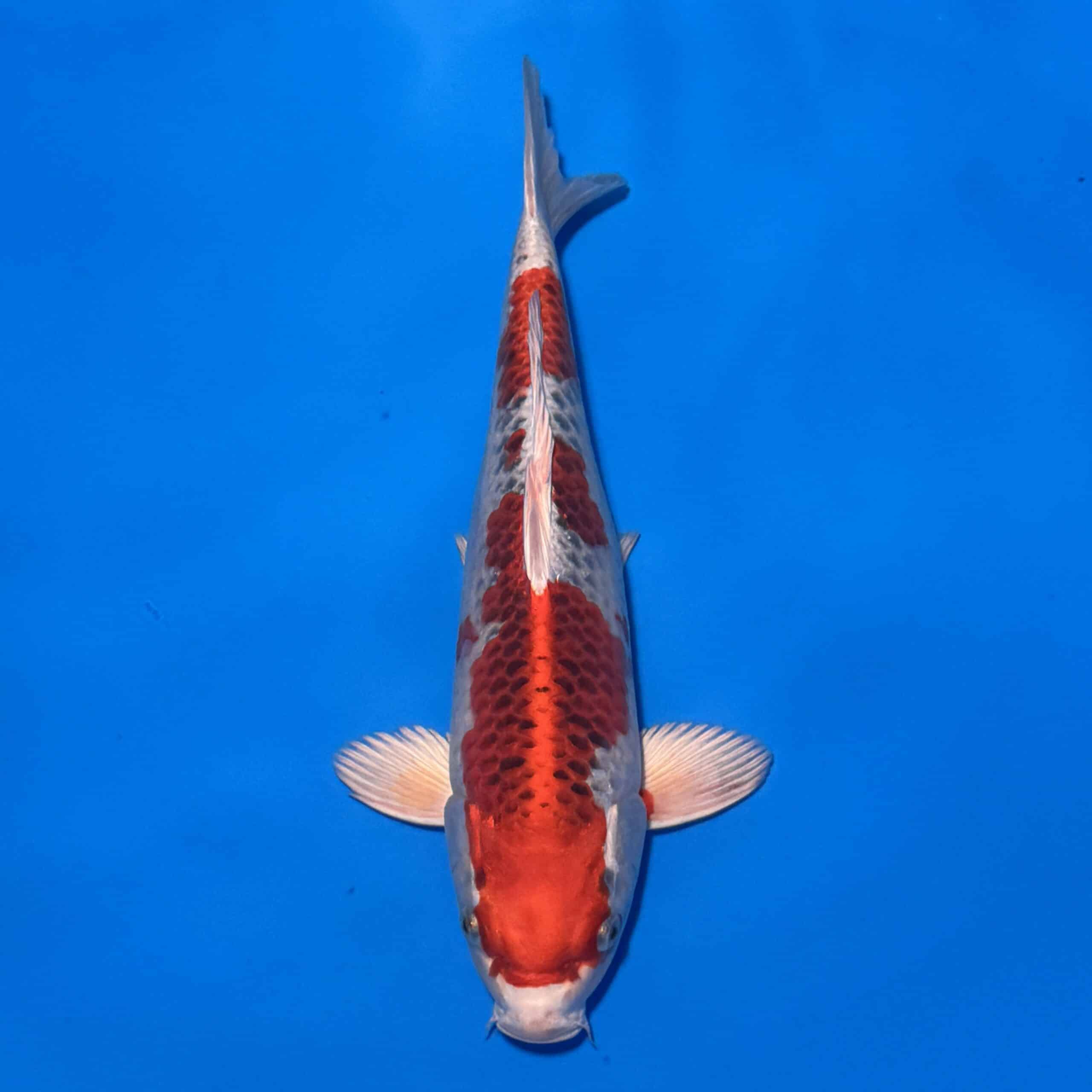 #26-229 Sanke 43cm #26-229 Sanke 43cm