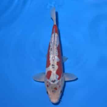 #26-240 Kin Matsuba 38cm