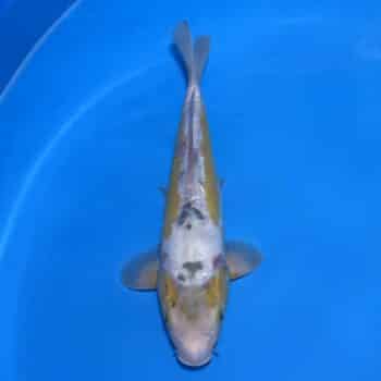 #26-247 Ayawakaba 36cm