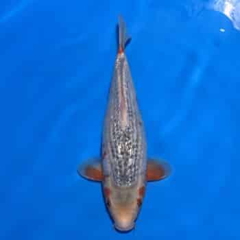 #26-247 Ayawakaba 36cm