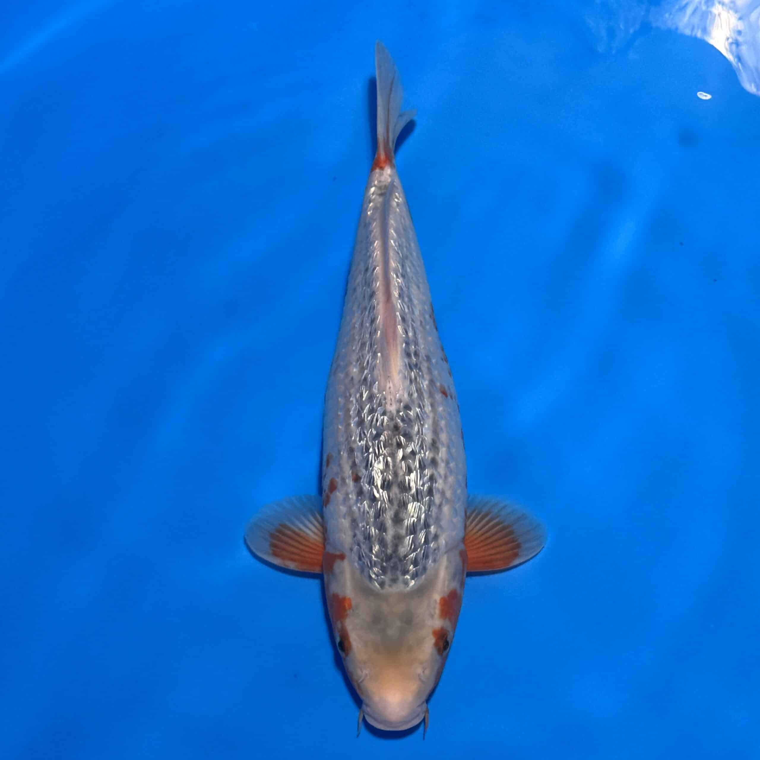 #26-247 Ayawakaba 36cm #26-247 Ayawakaba 36cm