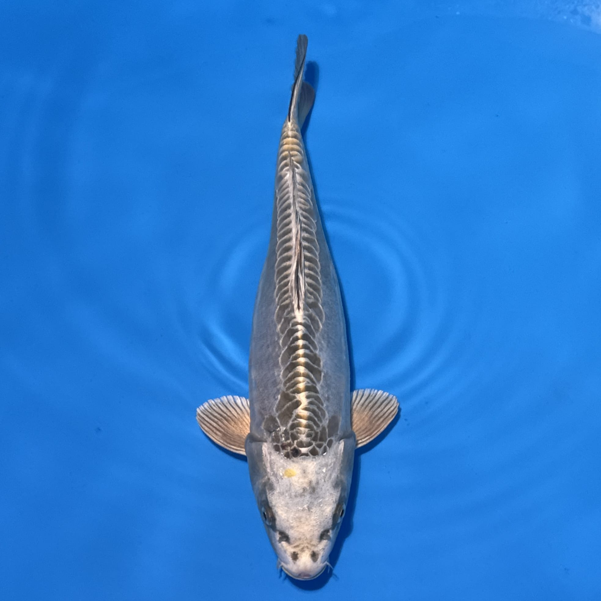 #26-251 Asagi 39cm #26-251 Asagi 39cm