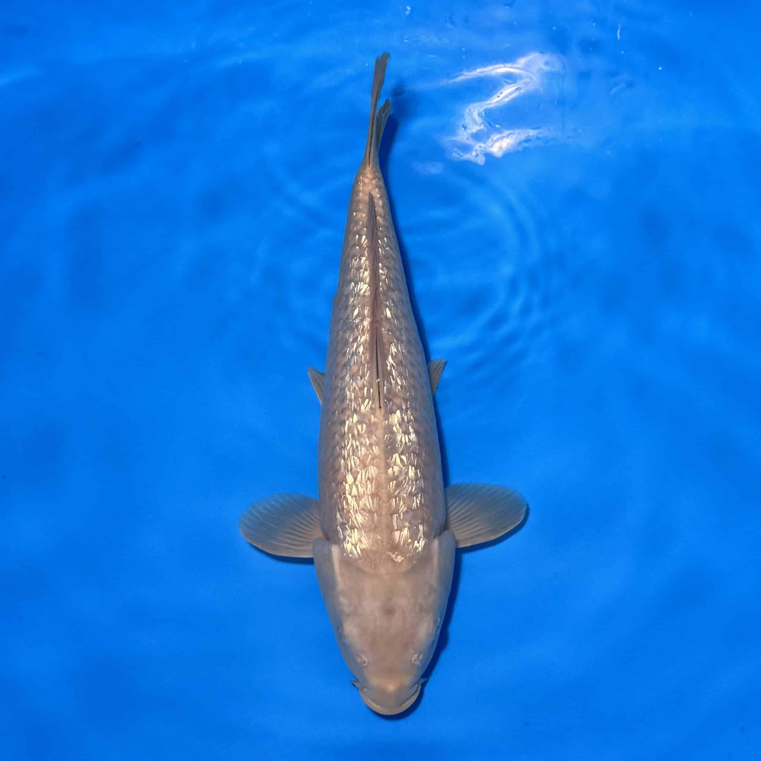 #26-262 Ginrin Chagoi 41cm