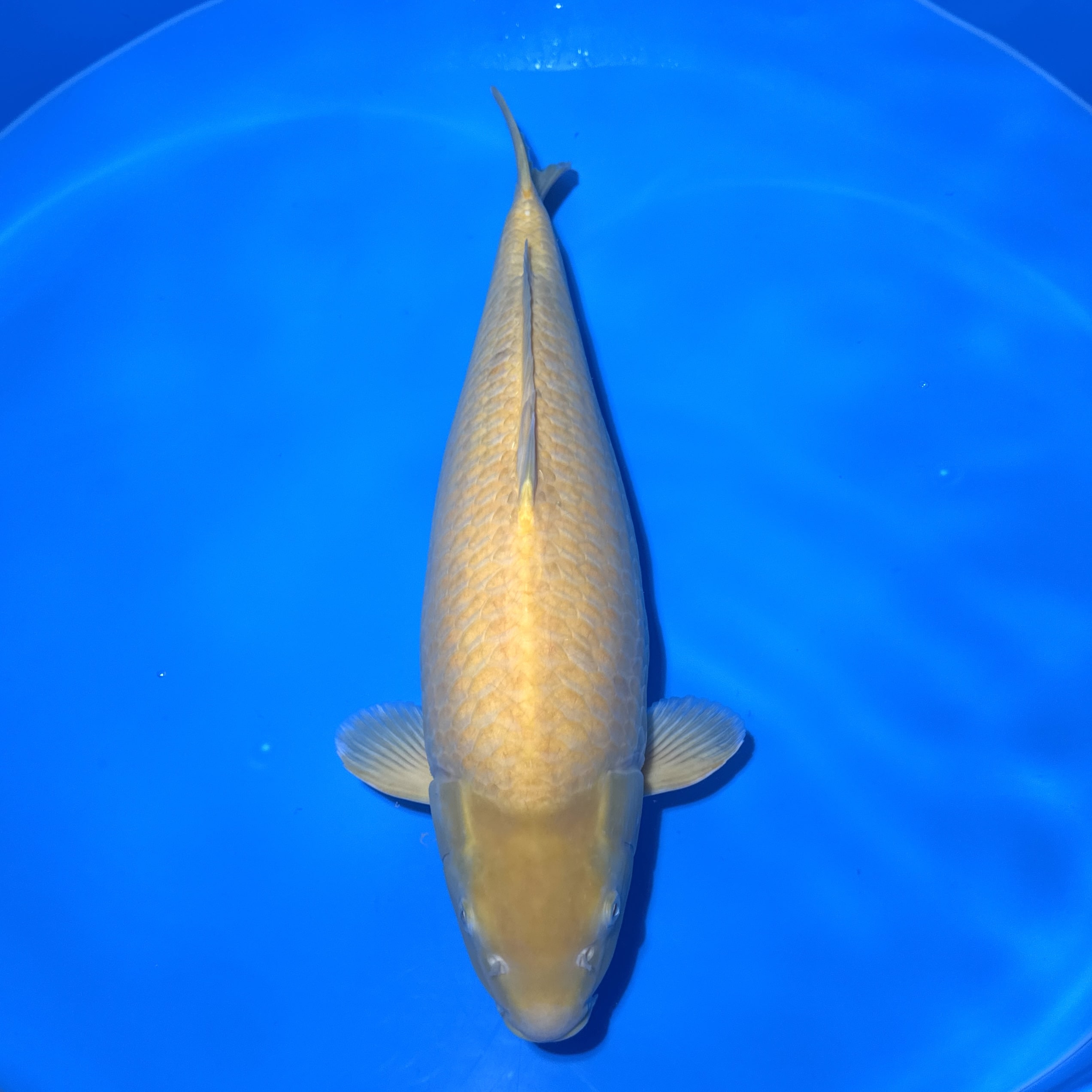 #26-274 Akame Karashigoi 65cm #26-274 Akame Karashigoi 65cm