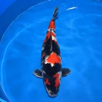 #26-274 Akame Karashigoi 65cm #26-274 Akame Karashigoi 65cm