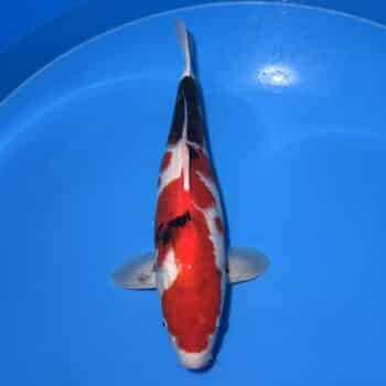 #26-274 Akame Karashigoi 65cm