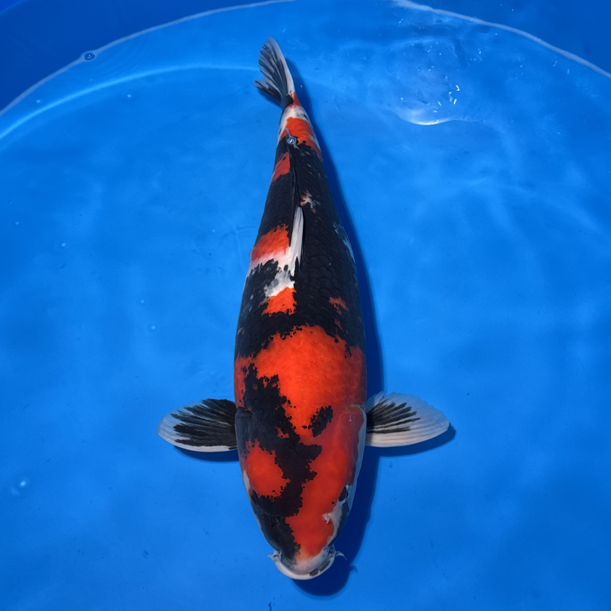 #26-279 Showa 67cm #26-279 Showa 67cm