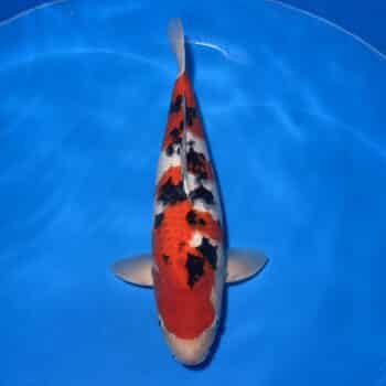 #26-285 Kohaku 64cm