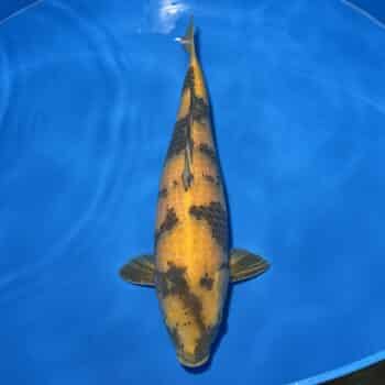 #26-290 Ki Utsuri 62cm