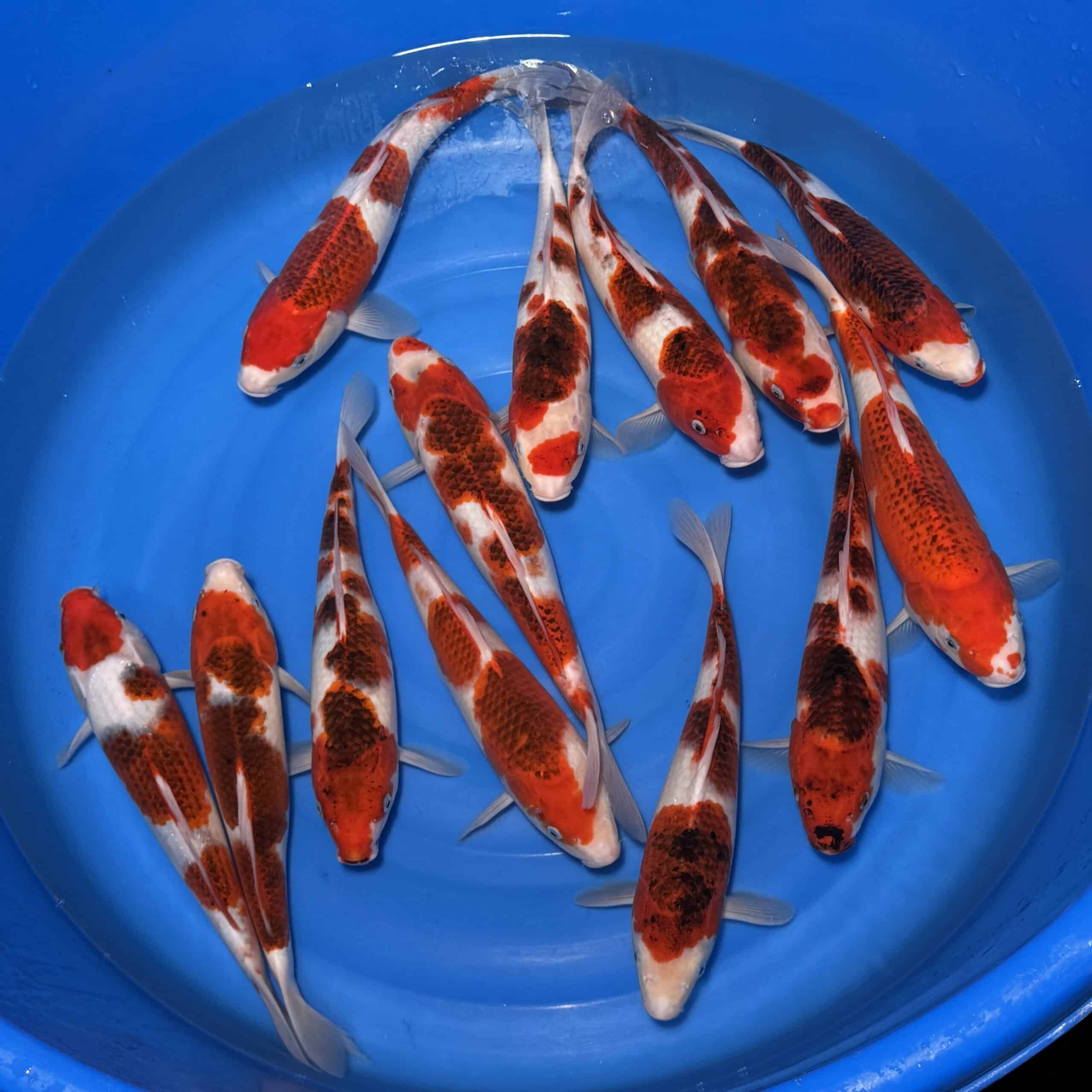 #26-295 Koromo 33-37cm