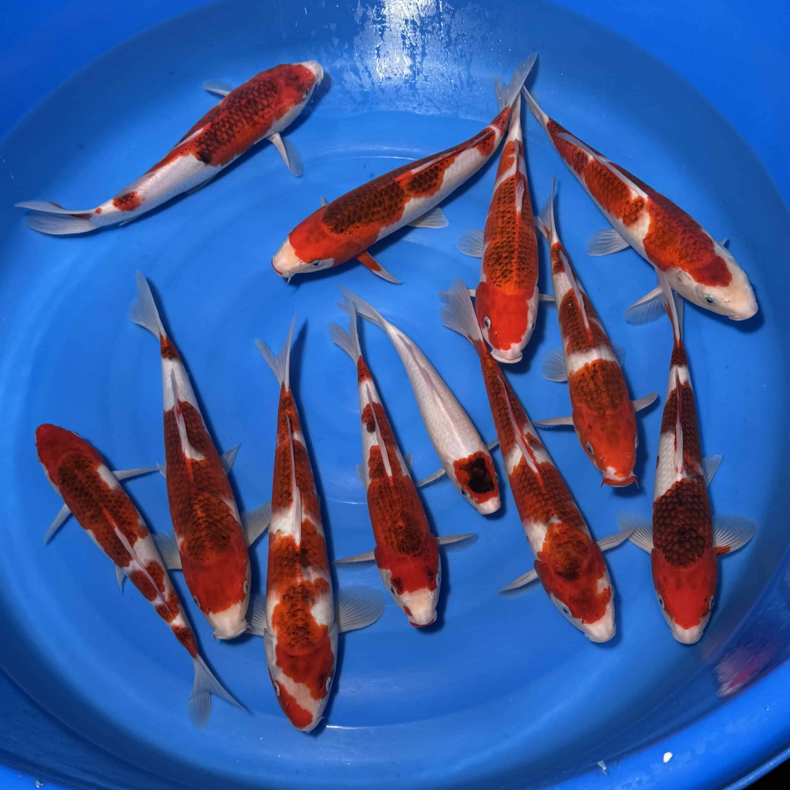 #26-297 Koromo 25-37cm #26-297 Koromo 25-37cm