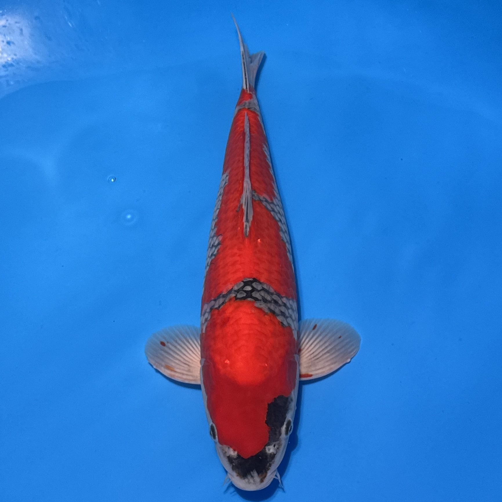 #26-268 Ginrin Aka Matsuba 61cm