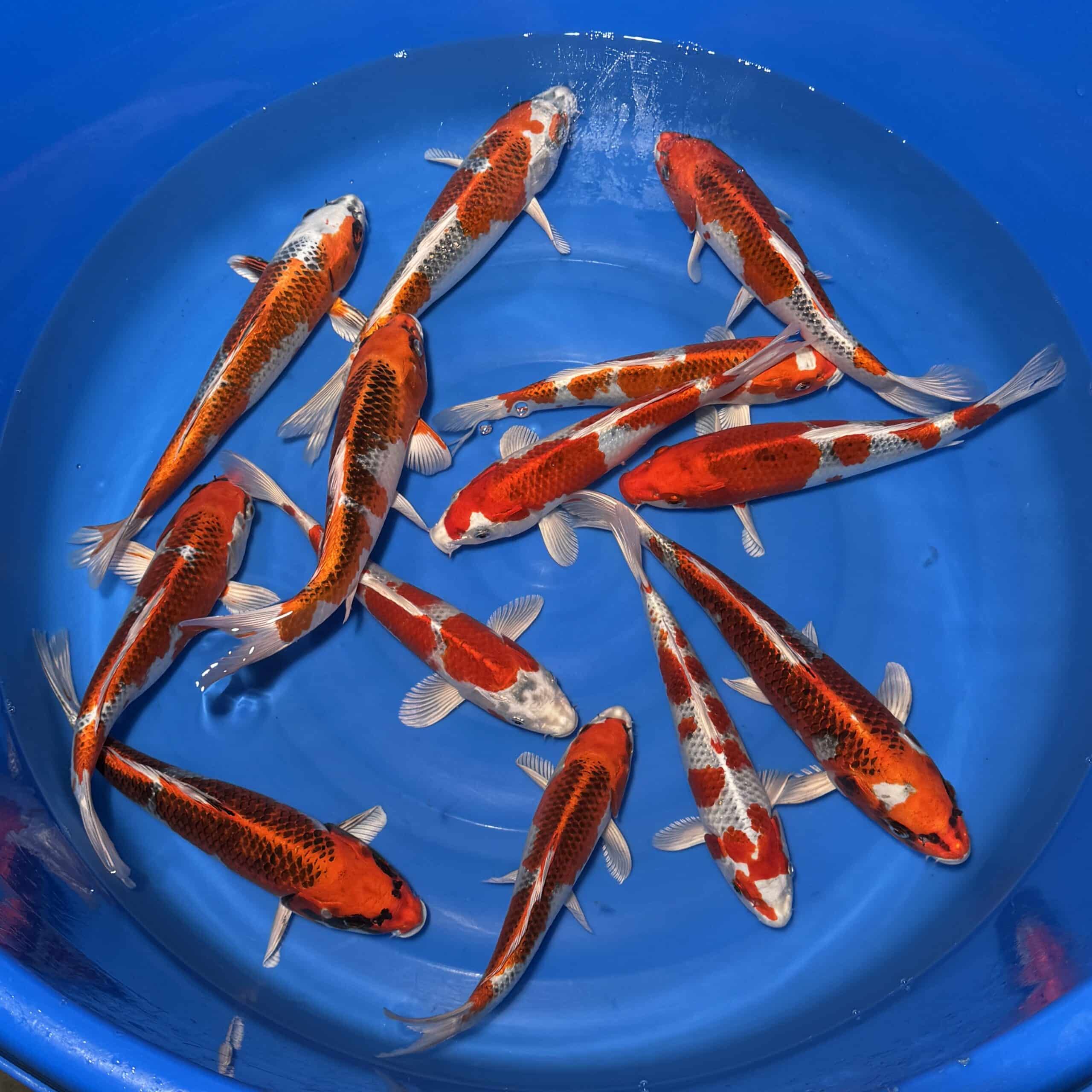 #26-304 Kujaku 27-35cm