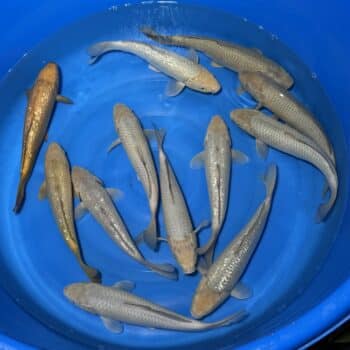 #26-305 Chagoi & Soragoi 32-35cm