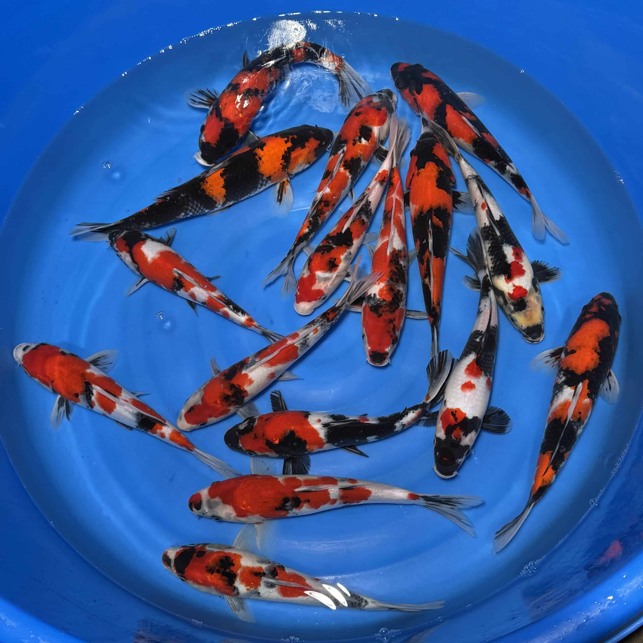 #26-306 Showa 26-31cm