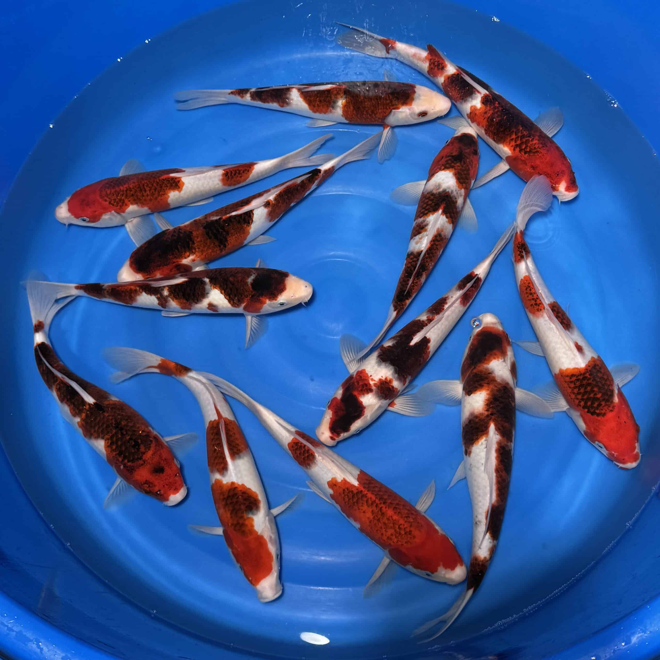 #26-307 Koromo 32-35cm
