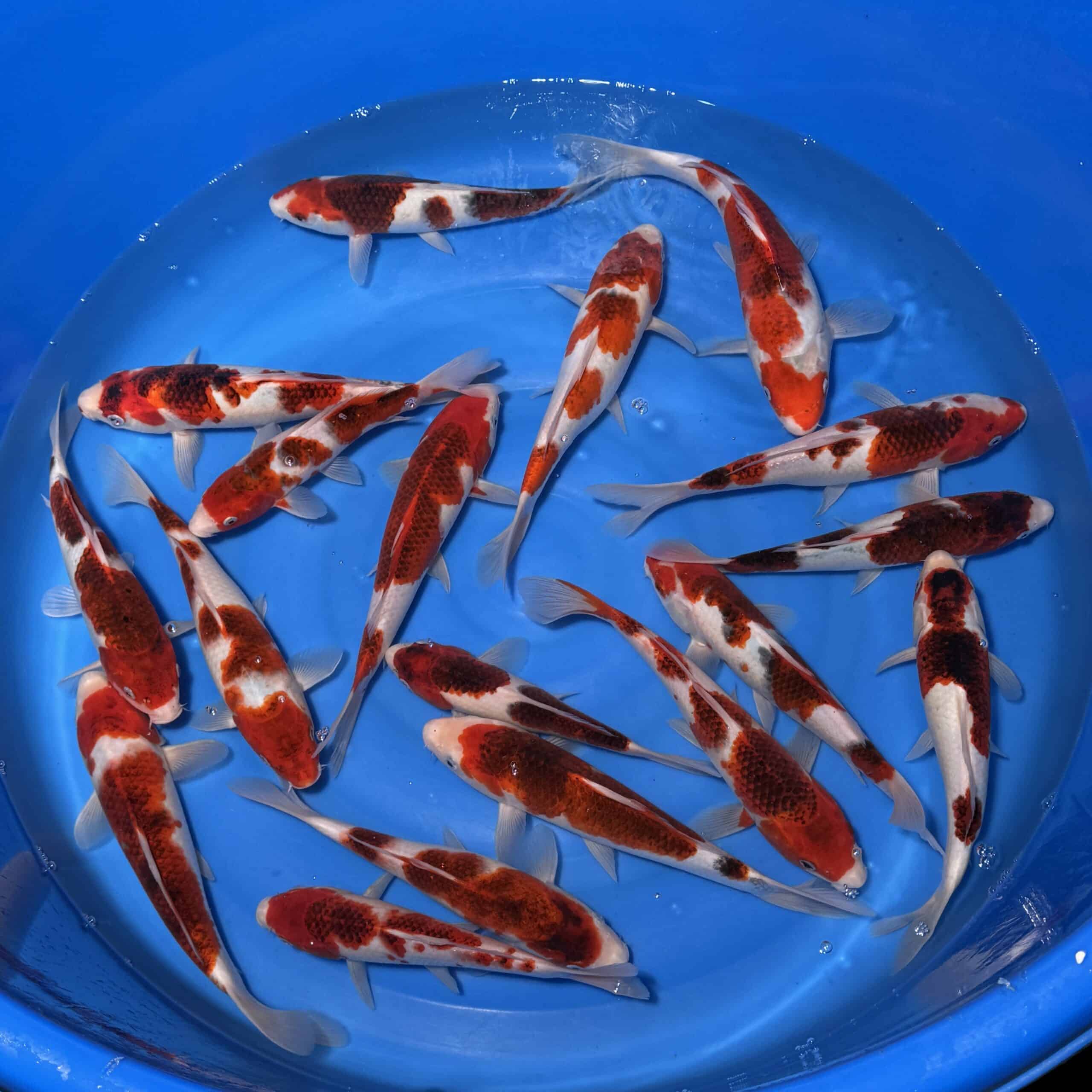 #26-309 Koromo 27-33cm