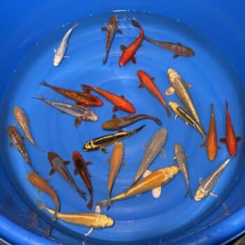 #26-314 Maruhiro Tosai mix 15-24cm