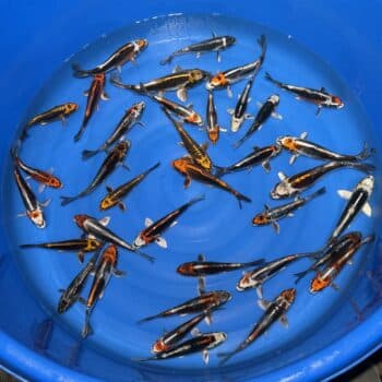 #26-315 Beni Kikokuryu mix 15-20cm