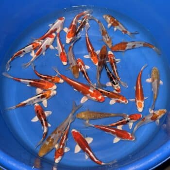 #26-317 Heiseinishiki & Doitsu Ochiba 16-26cm