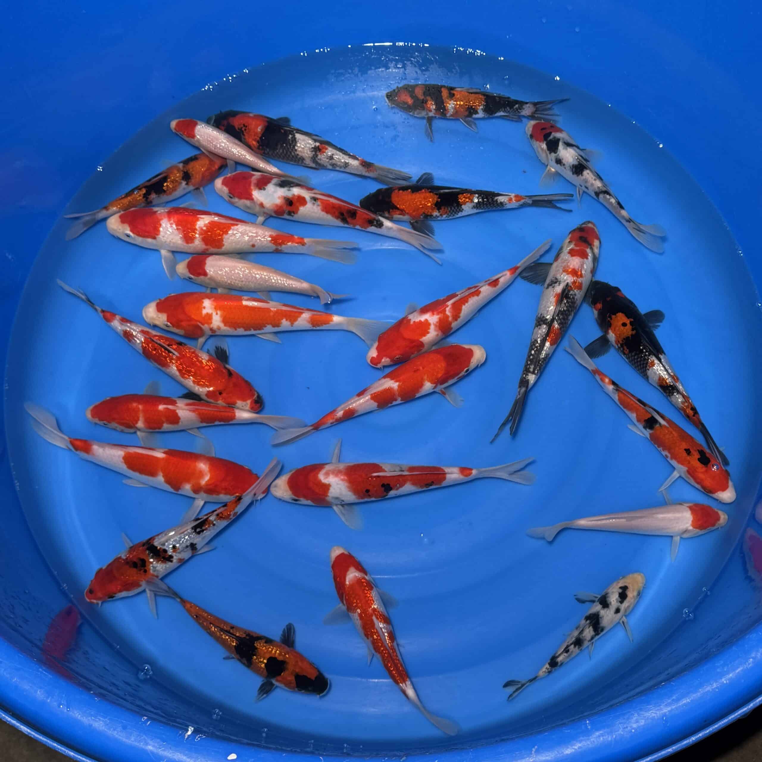 #26-318 Go Sanke mix 16-25cm #26-318 Go Sanke mix 16-25cm