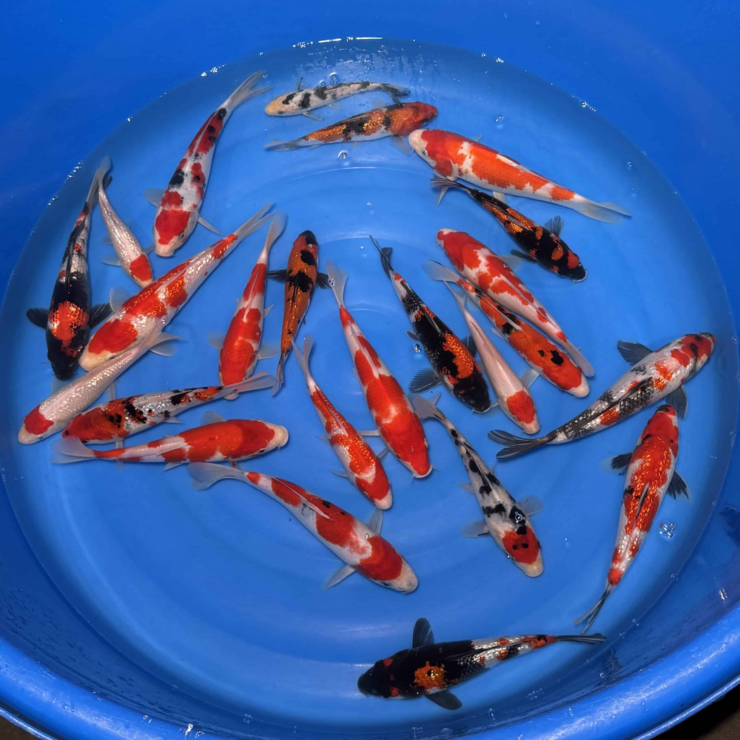 #26-318 Go Sanke mix 16-25cm #26-318 Go Sanke mix 16-25cm
