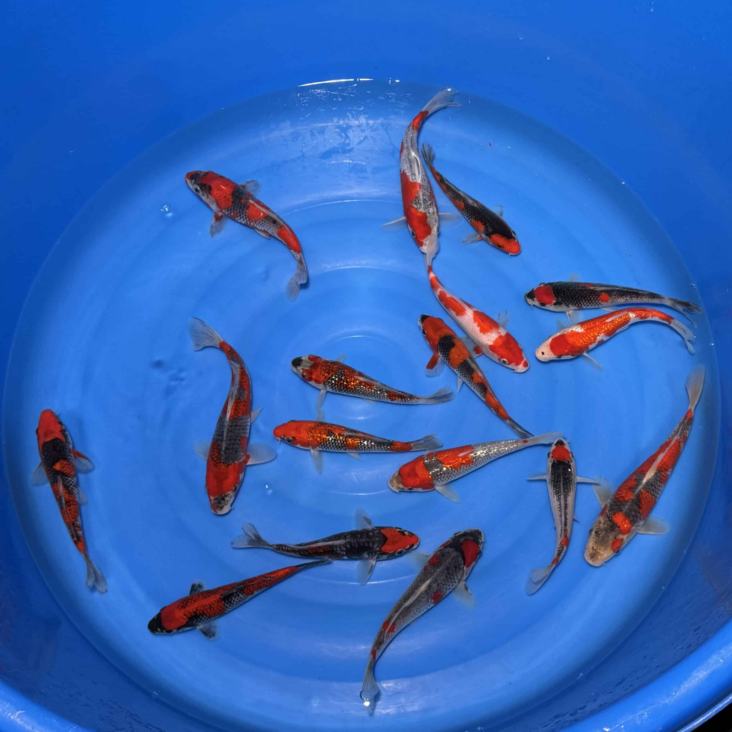 #26-321 Goshiki mix 17-23cm