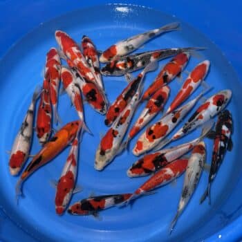 #26-322 (Doitsu / Ginrin ) Go Sanke mix 25-32cm