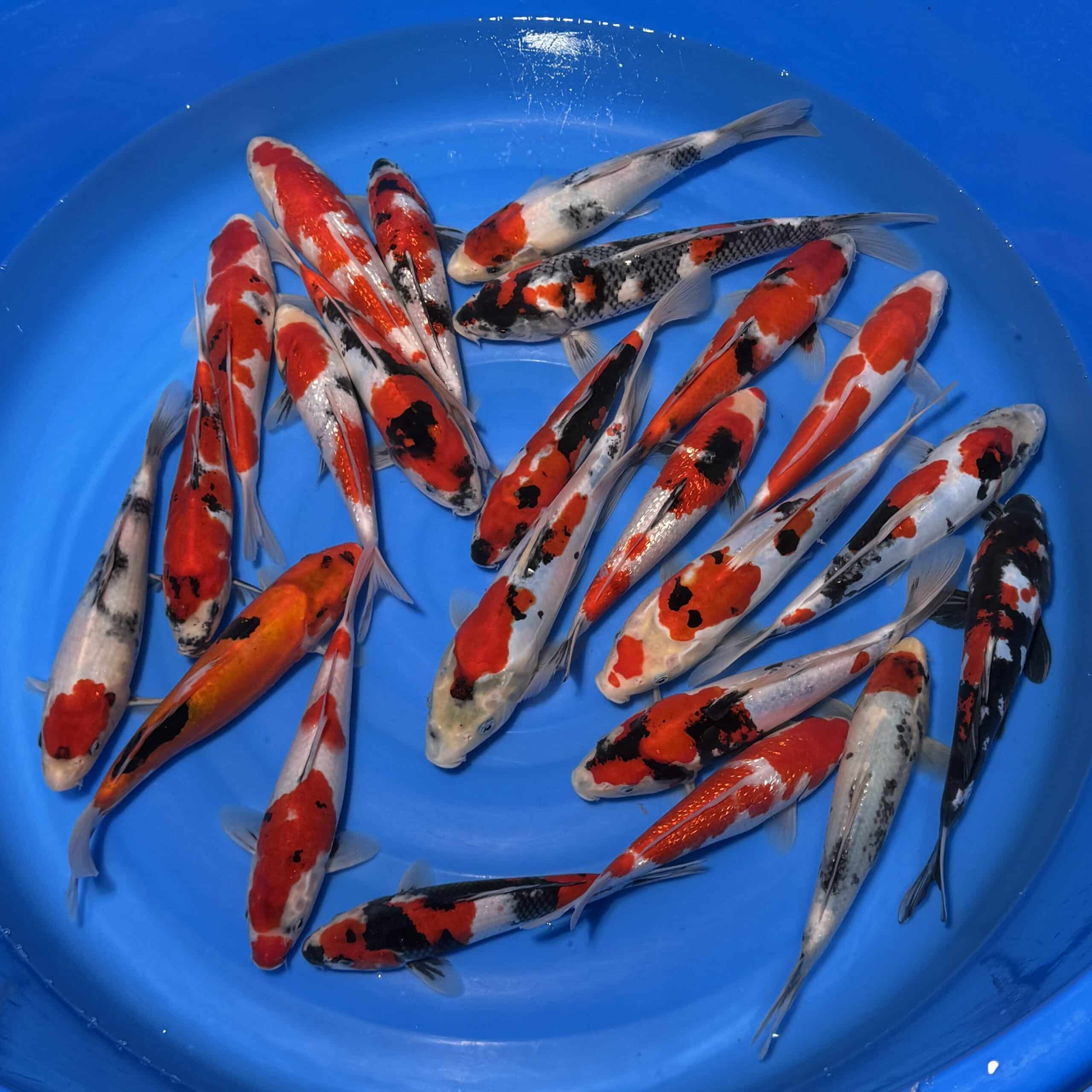 #26-322 (Doitsu / Ginrin ) Go Sanke mix 25-32cm