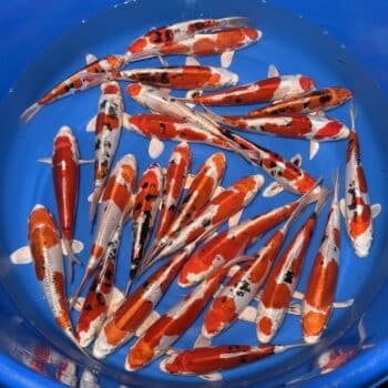 #26-323 Heiseinishiki 25-32cm