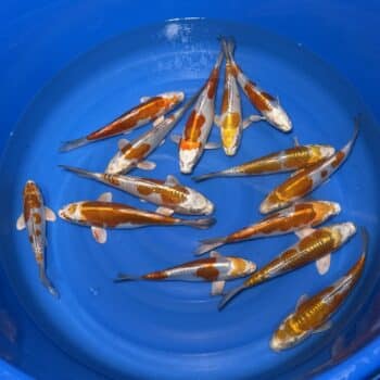 #26-324 Doitsu Kogane Ochiba 25-33cm