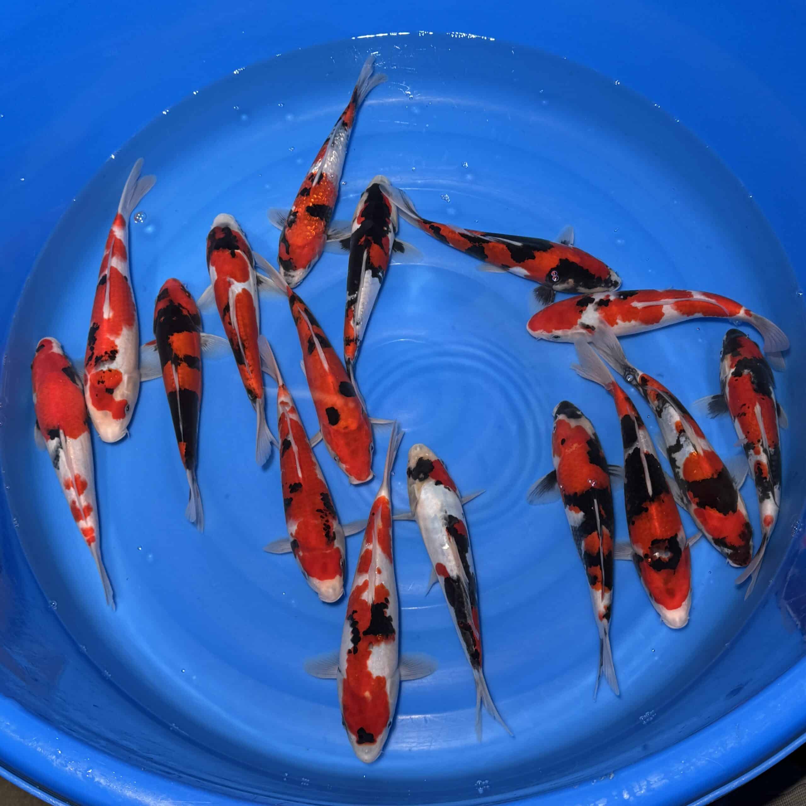 #26-325 (Doitsu) Go Sanke mix 25-29cm #26-325 (Doitsu) Go Sanke mix 25-29cm