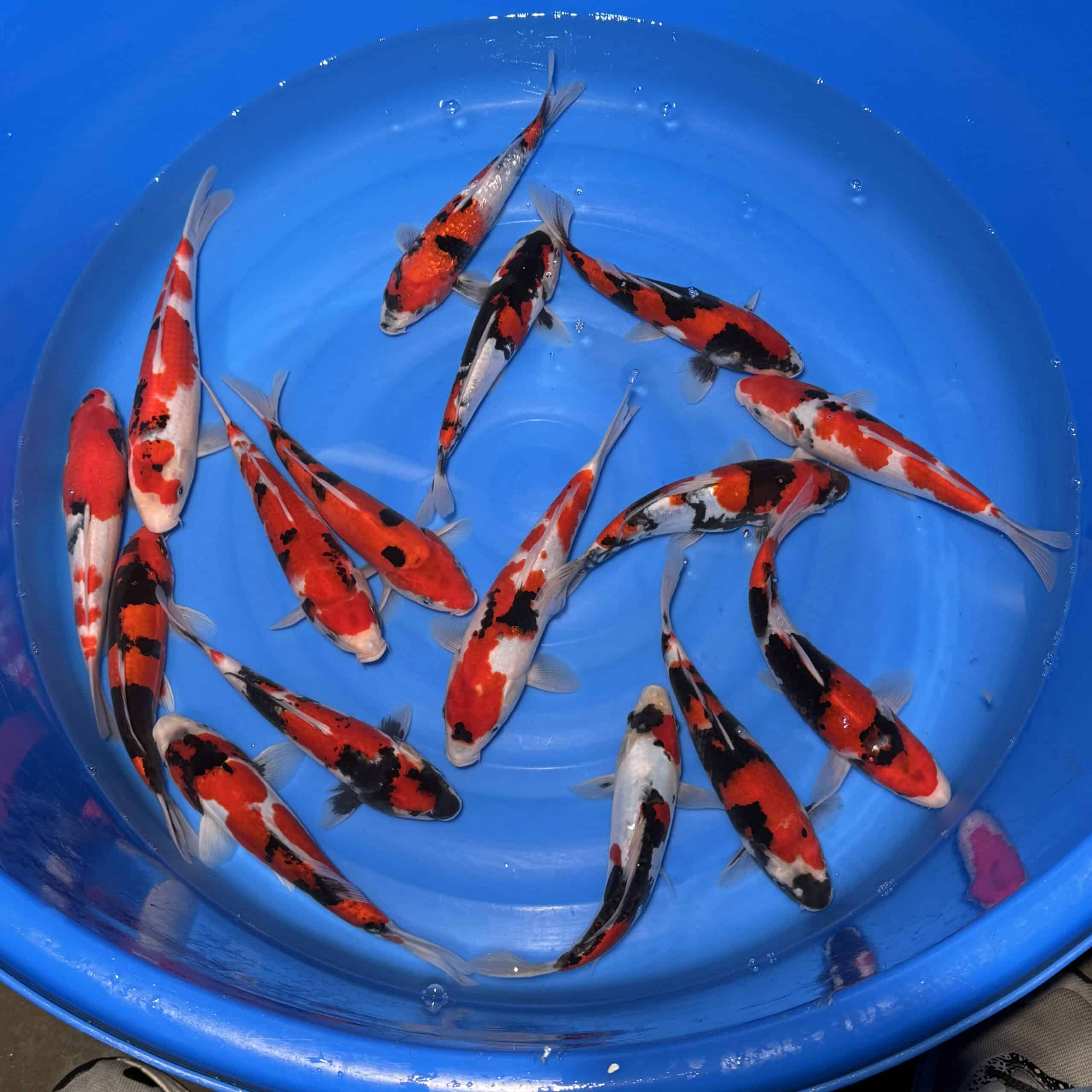 #26-325 (Doitsu) Go Sanke mix 25-29cm #26-325 (Doitsu) Go Sanke mix 25-29cm