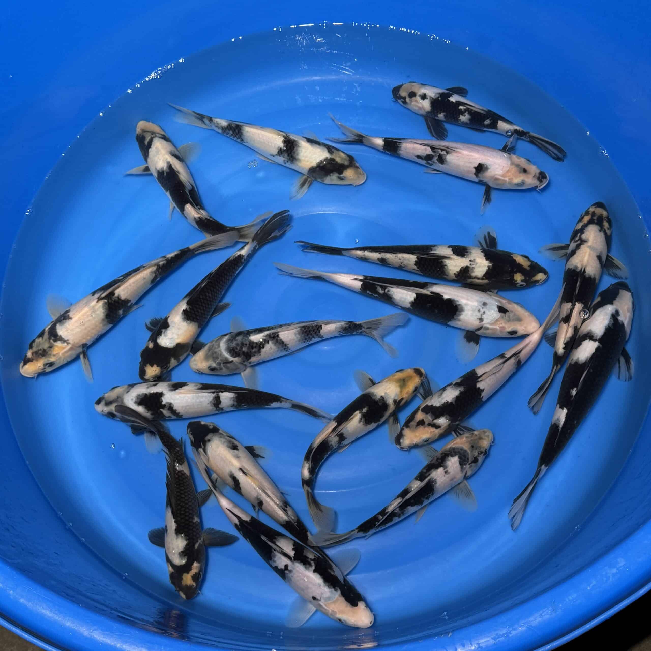 #26-326 Shiro Utsuri 23-30cm #26-326 Shiro Utsuri 23-30cm