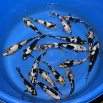 #26-326 Shiro Utsuri 23-30cm