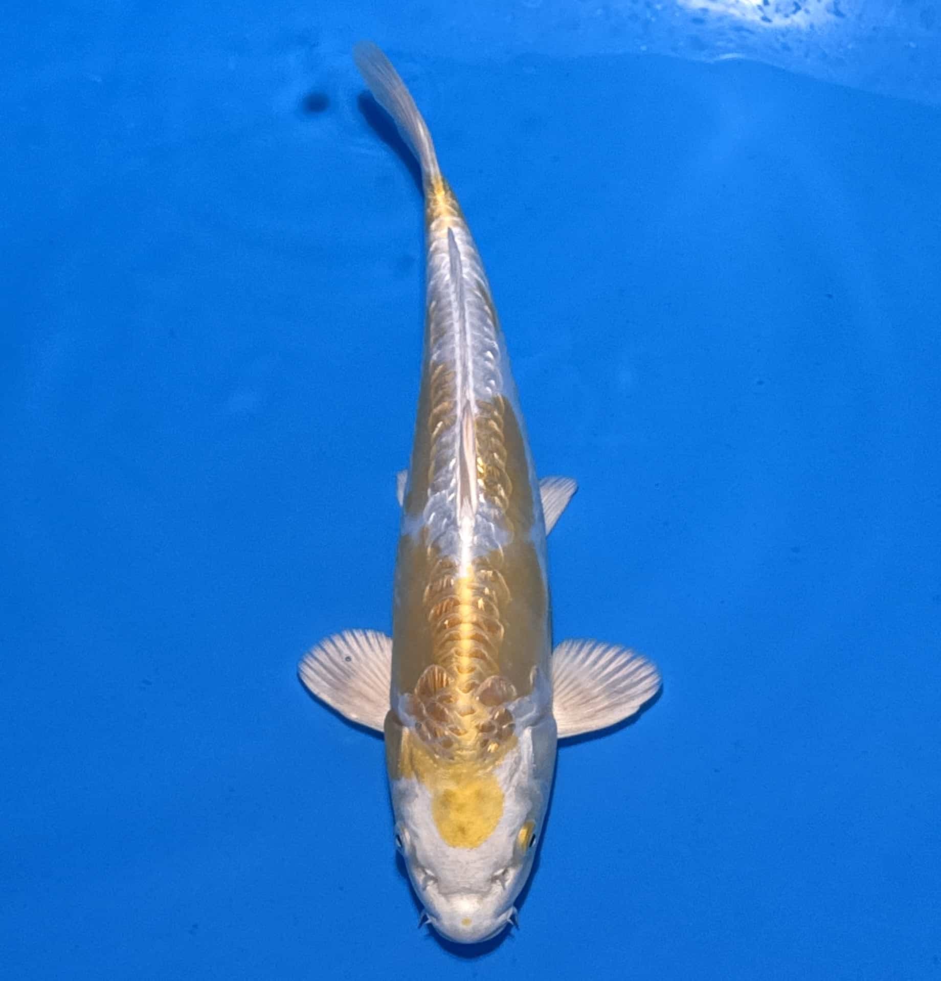 #26-33 Doitsu Hariwake 29cm #26-33 Doitsu Hariwake 29cm