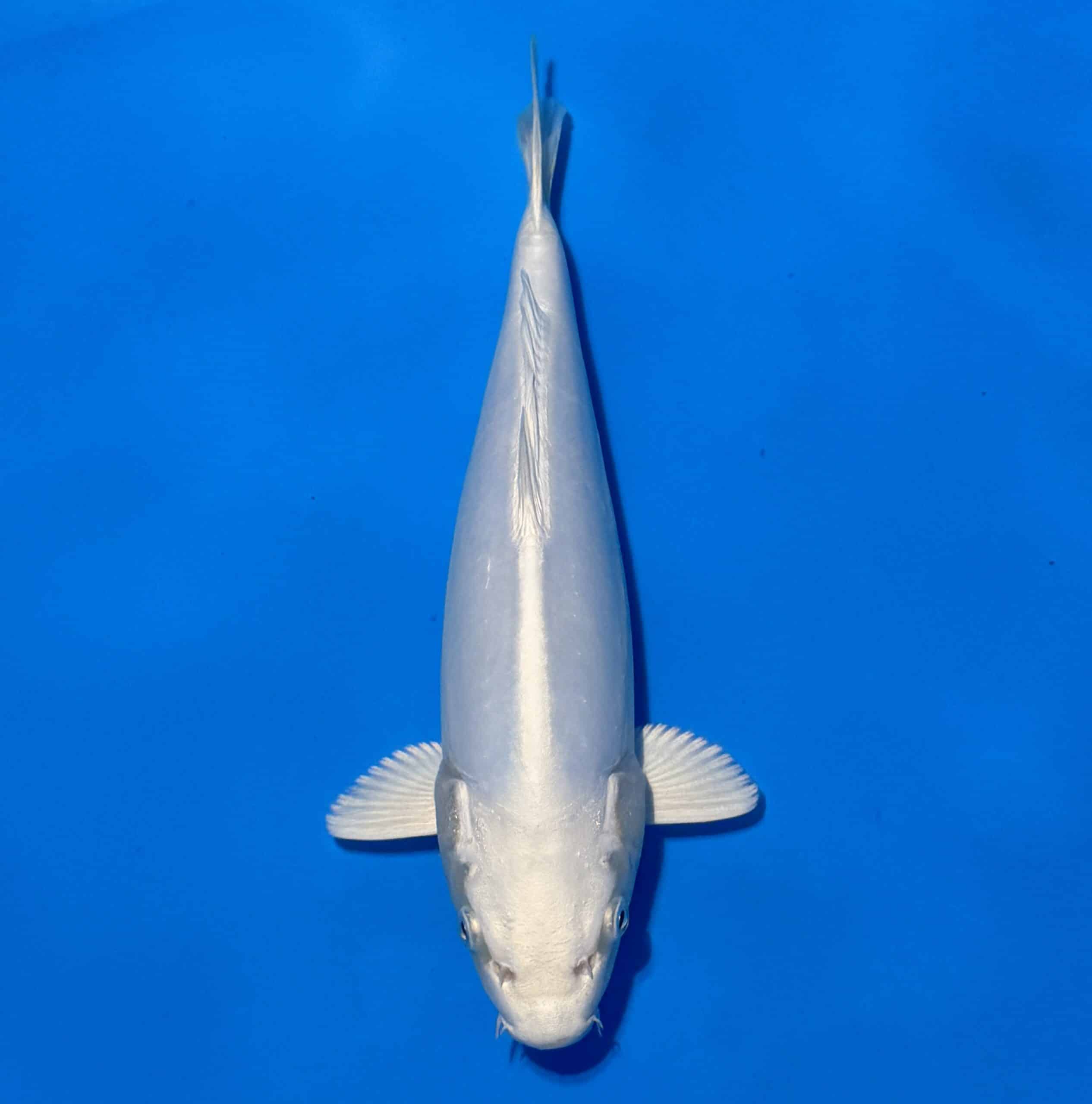 #26-33 Doitsu Hariwake 29cm #26-33 Doitsu Hariwake 29cm