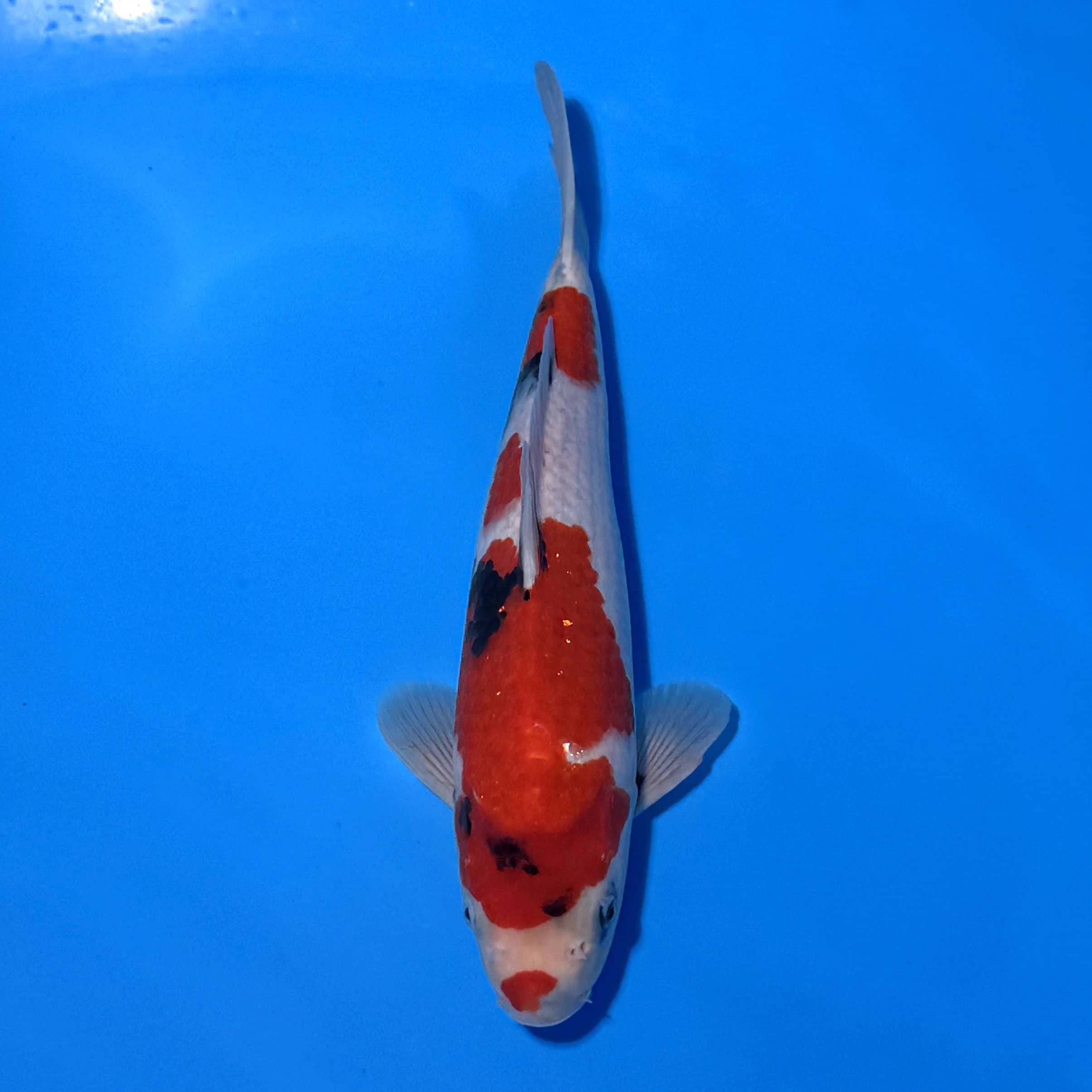 #26-41 Showa 34cm