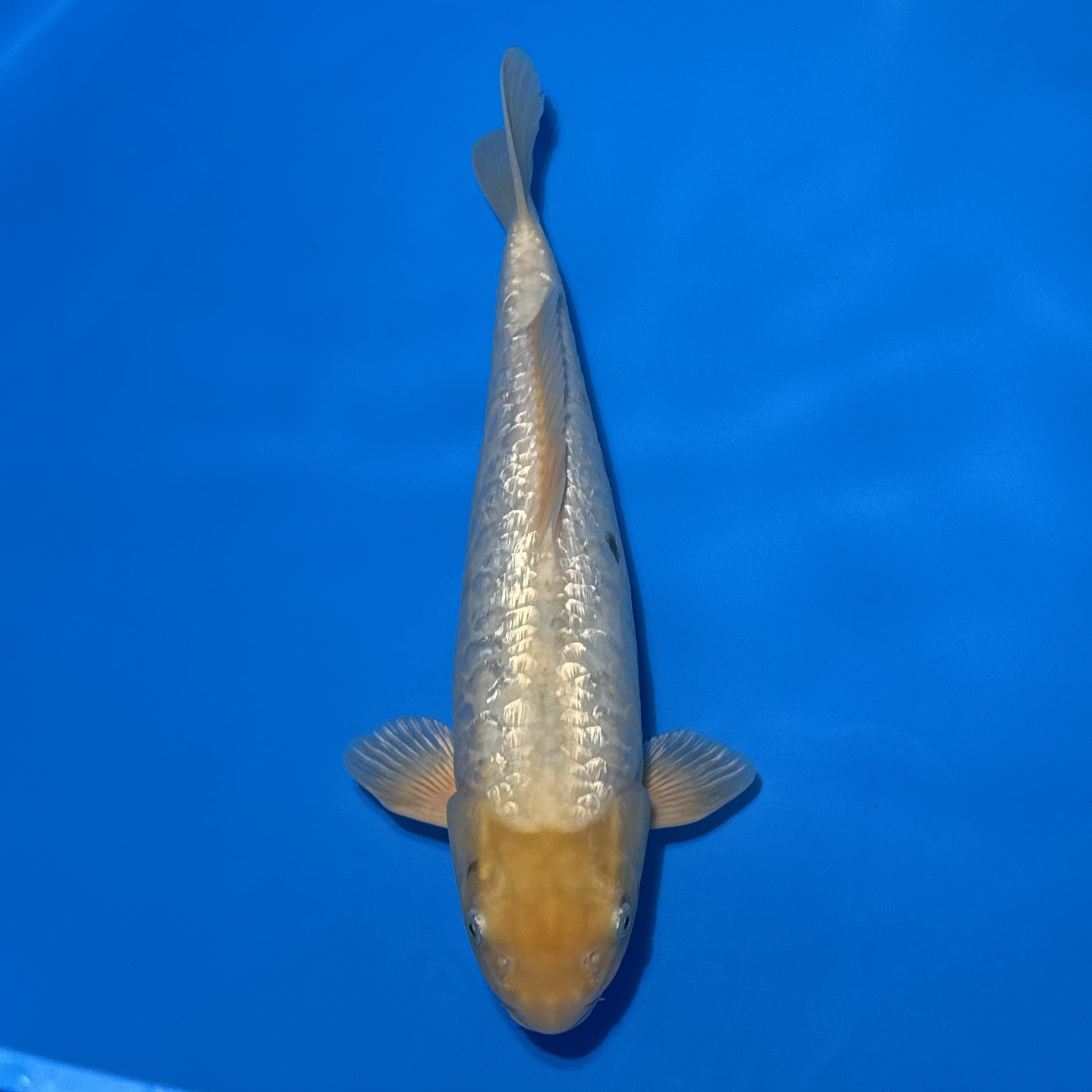 #26-51 Doitsu Showa 43cm