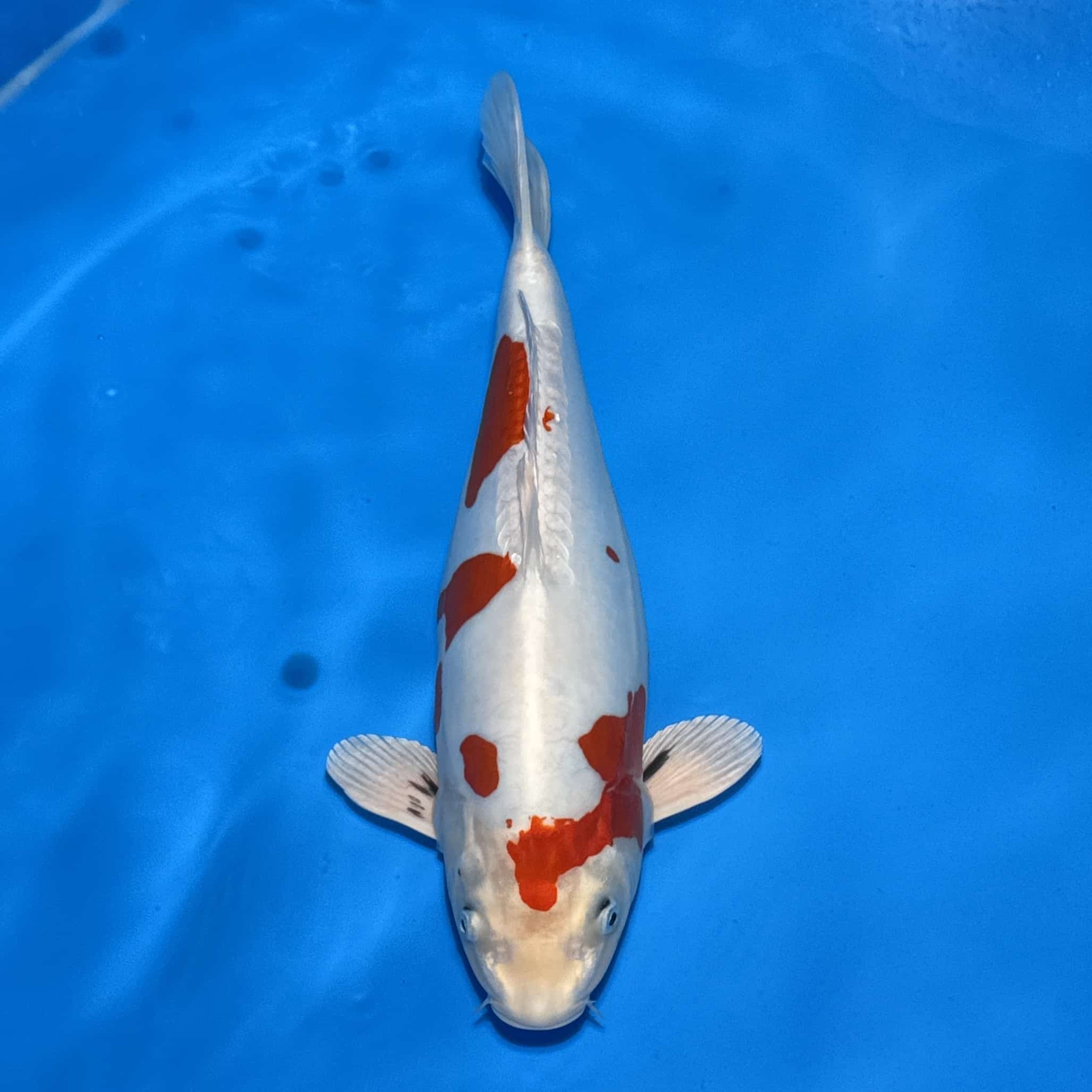 #26-51 Doitsu Showa 43cm
