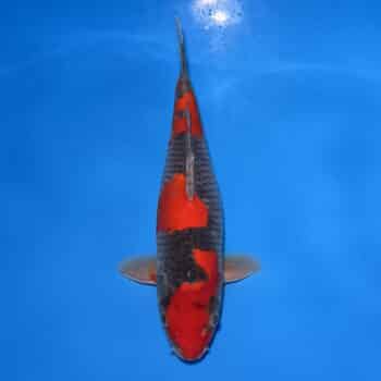 #26-59 Goshiki 45cm #26-59 Goshiki 45cm